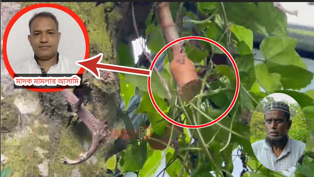 মতলব উত্তরে নিজের ক্ষমতা দেখিয়ে গাছ থেকে জো-ড় করে  কাঠাঁল পেরে নিল মা-দ-ক মা-ম-লা-র আ-সা-মী দেলোয়ার